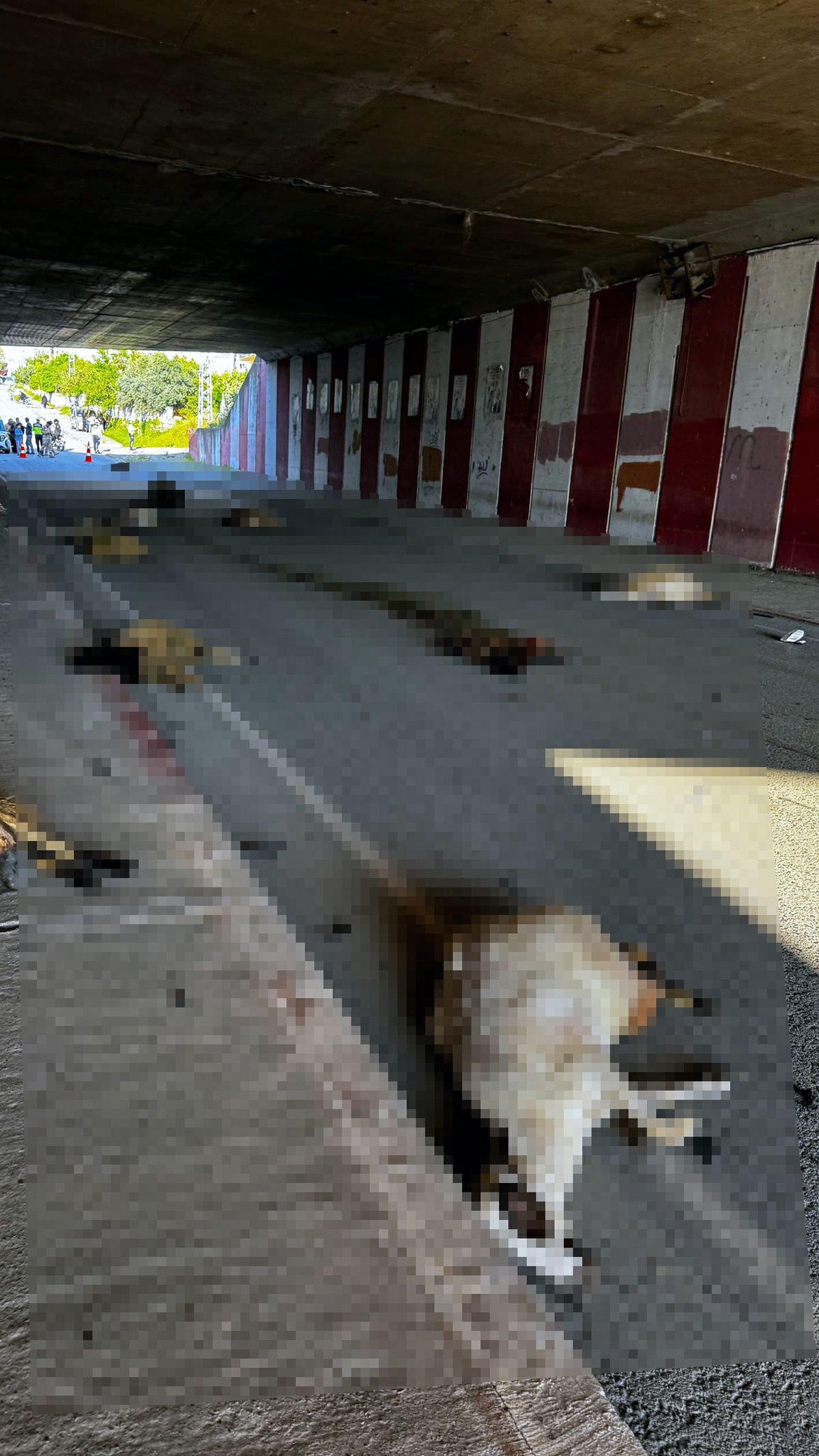 Dörtyol\'da Koyun Sürüsüne Çarpan Araç 17 Koyunu Öldürdü