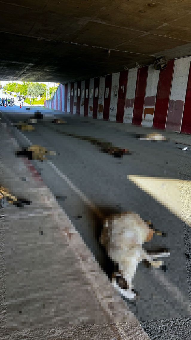 Dörtyol’da Koyun Sürüsüne Çarpan Araç 17 Koyunu Öldürdü