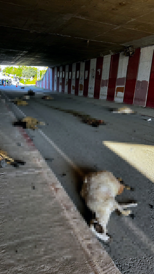 Hatay'da otomobilin çarptığı sürüdeki 17 koyun öldü