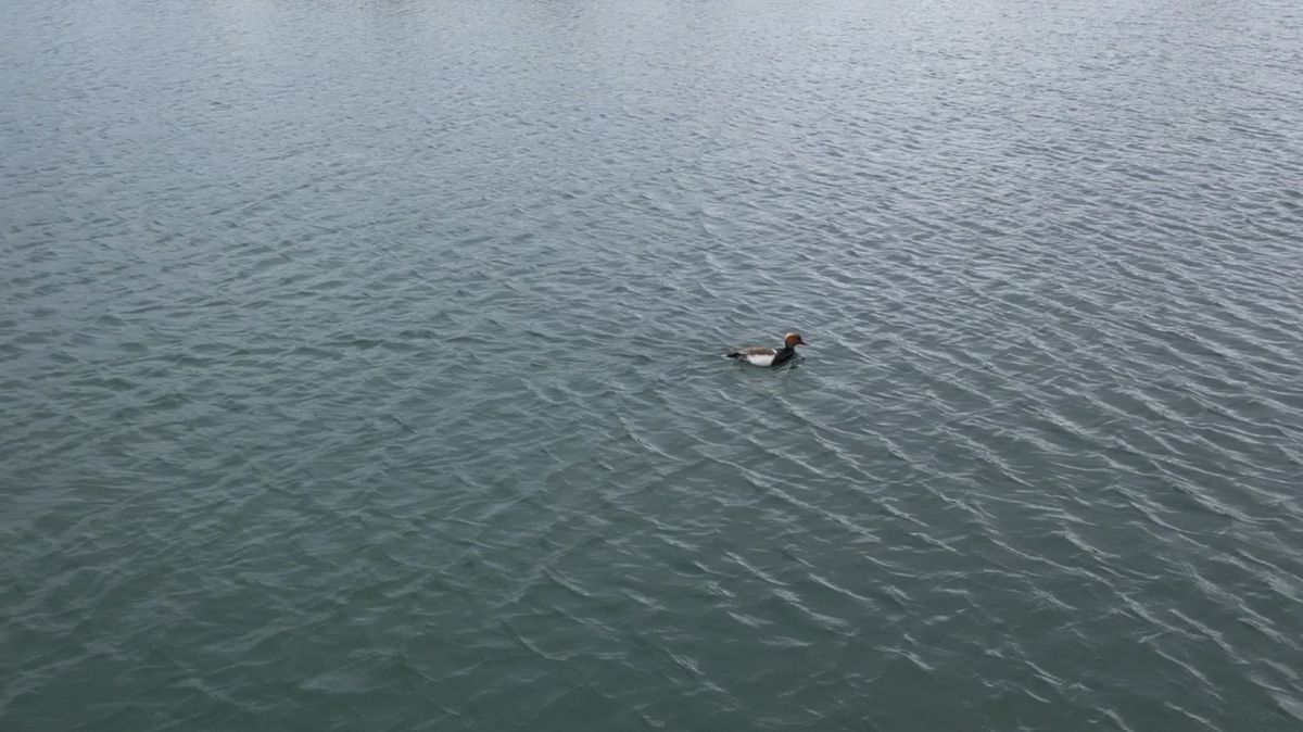 Nesli Tükenen Elmabaş Ördekler Şarkışla\'da