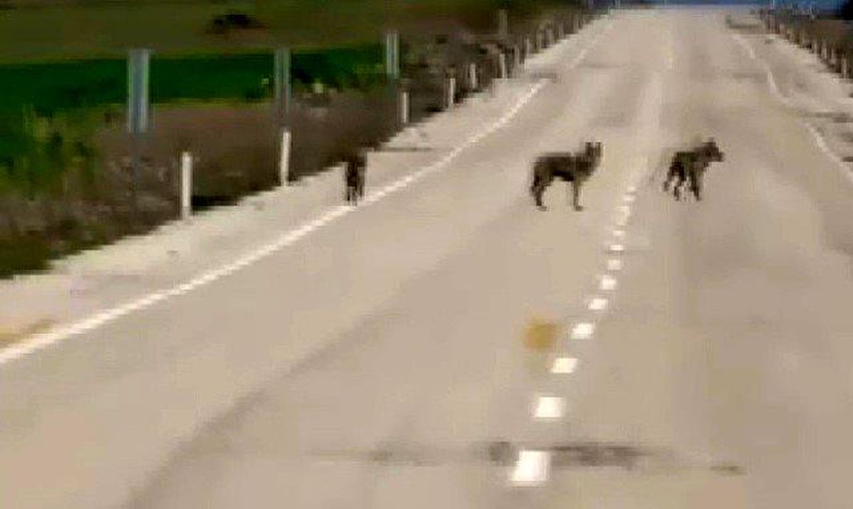 Kurtlar Köy Yoluna İndi