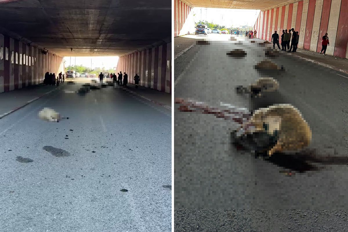 Hatay\'da otomobilin çarptığı sürüdeki 17 koyun öldü