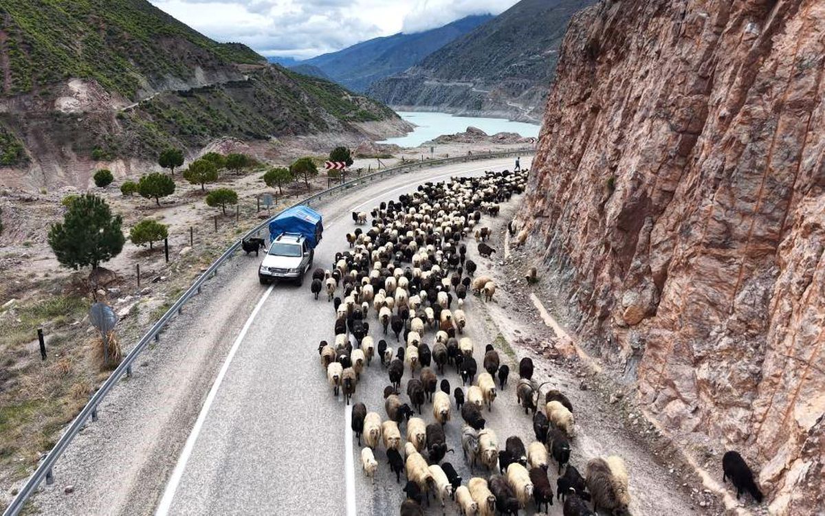 Artvin\'de Yayla Göçü Zorlu Başladı