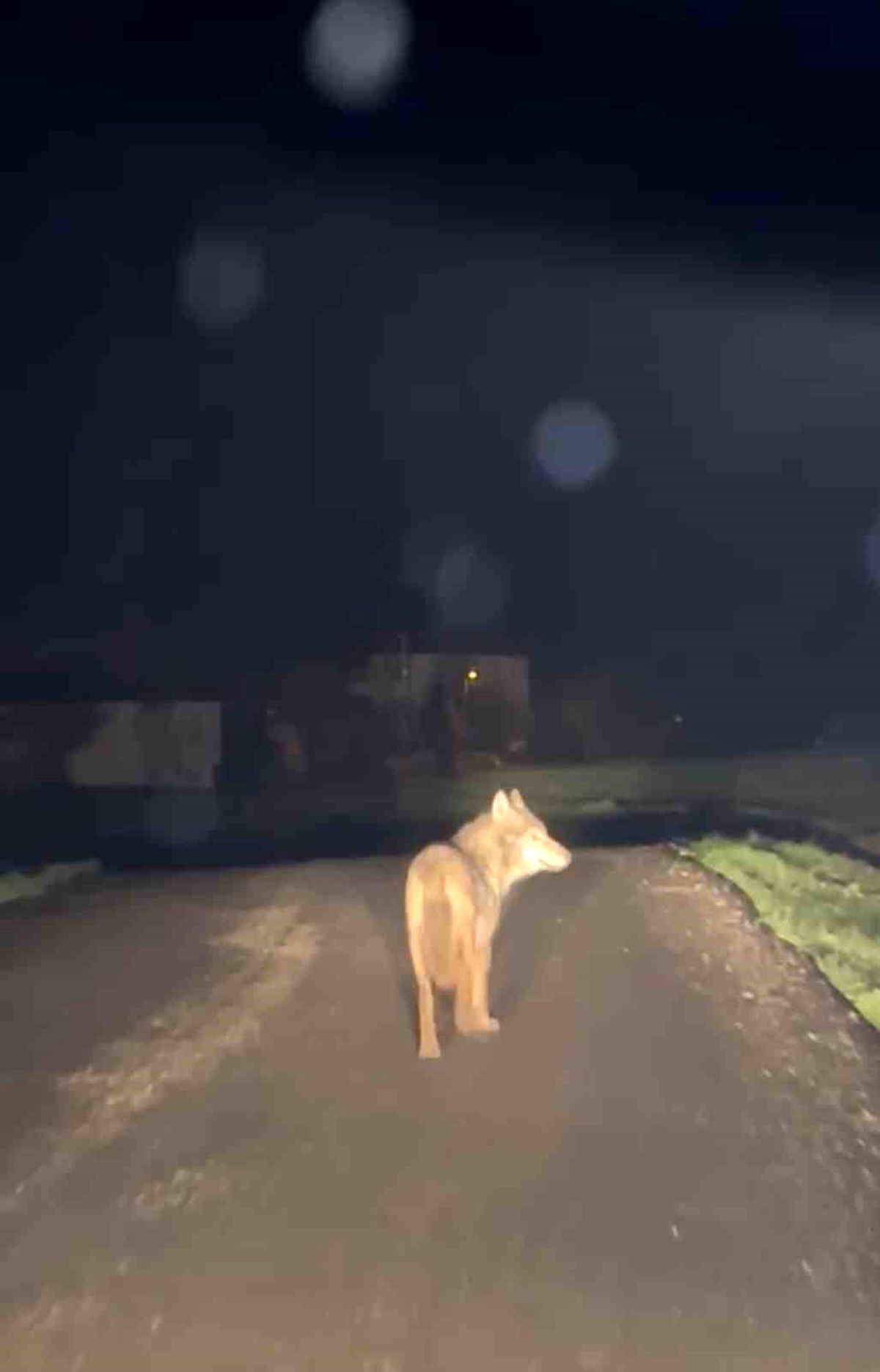 Eflani\'de Yoldaki Kurt Görüntülendi