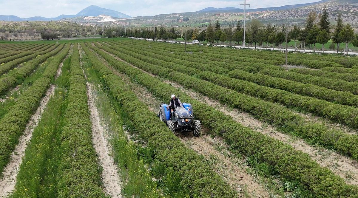 Isparta\'da Gül Rekoltesi 13 Bin Ton Bekleniyor