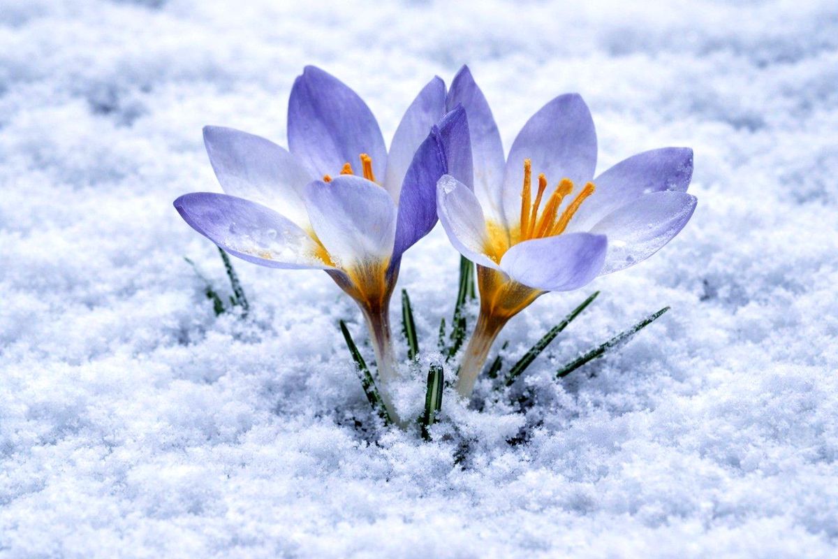 Kartepe\'nin nadide türü objektiflere yansıdı