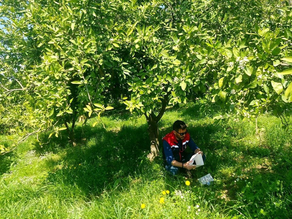 Koçarlı\'da Meyve Sineği Takibi