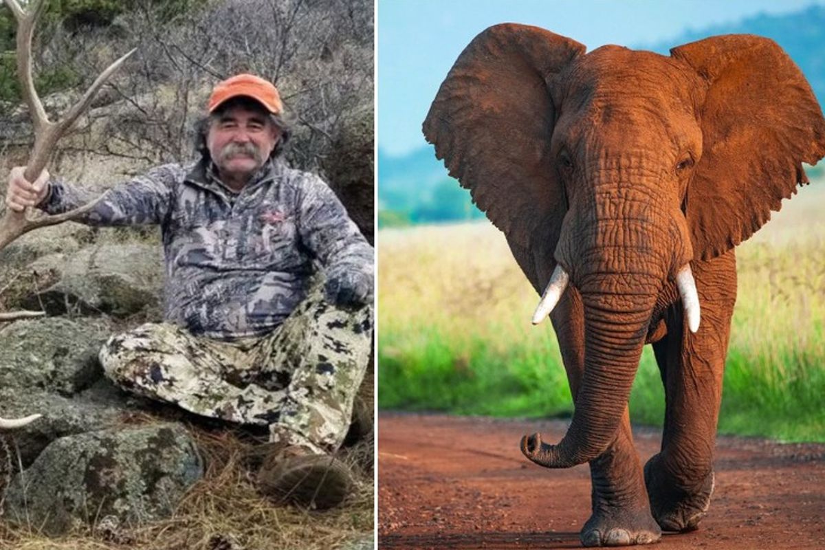 ABD\'li milyoner avcı fillerin altında can verdi