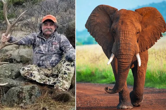 ABD’li milyoner avcı fillerin altında can verdi