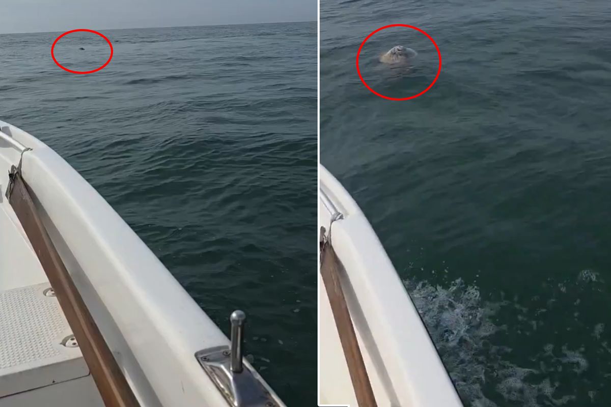 Balıkçı denizde boğulan koyunu görünce şaşkına döndü