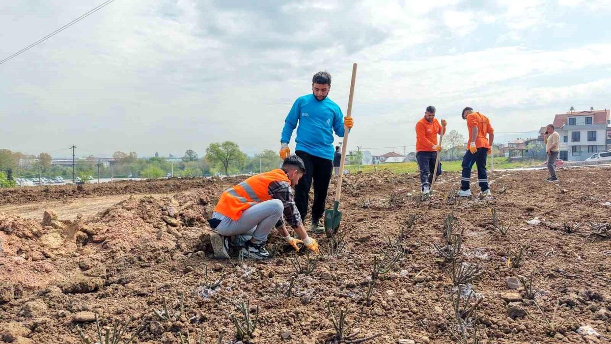 Başiskele\'de 15 bin gül fidanı toprakla buluşuyor
