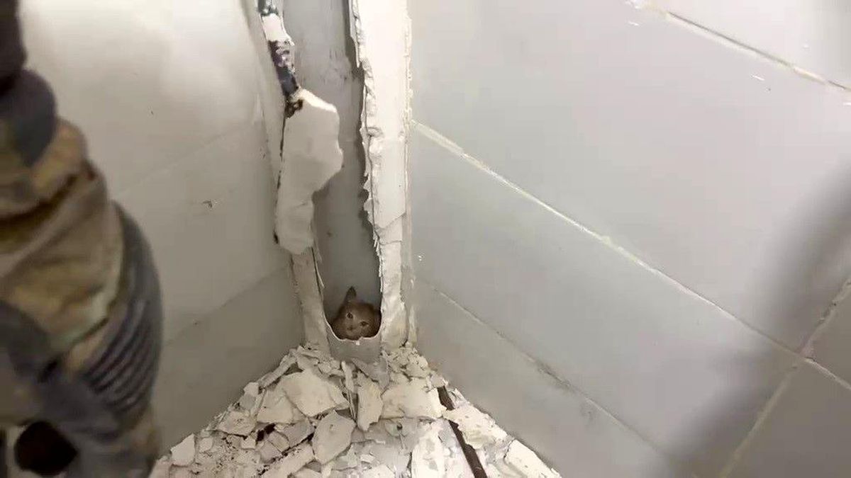 Boruda mahsur kalan kedi duvar kırılarak kurtarıldı