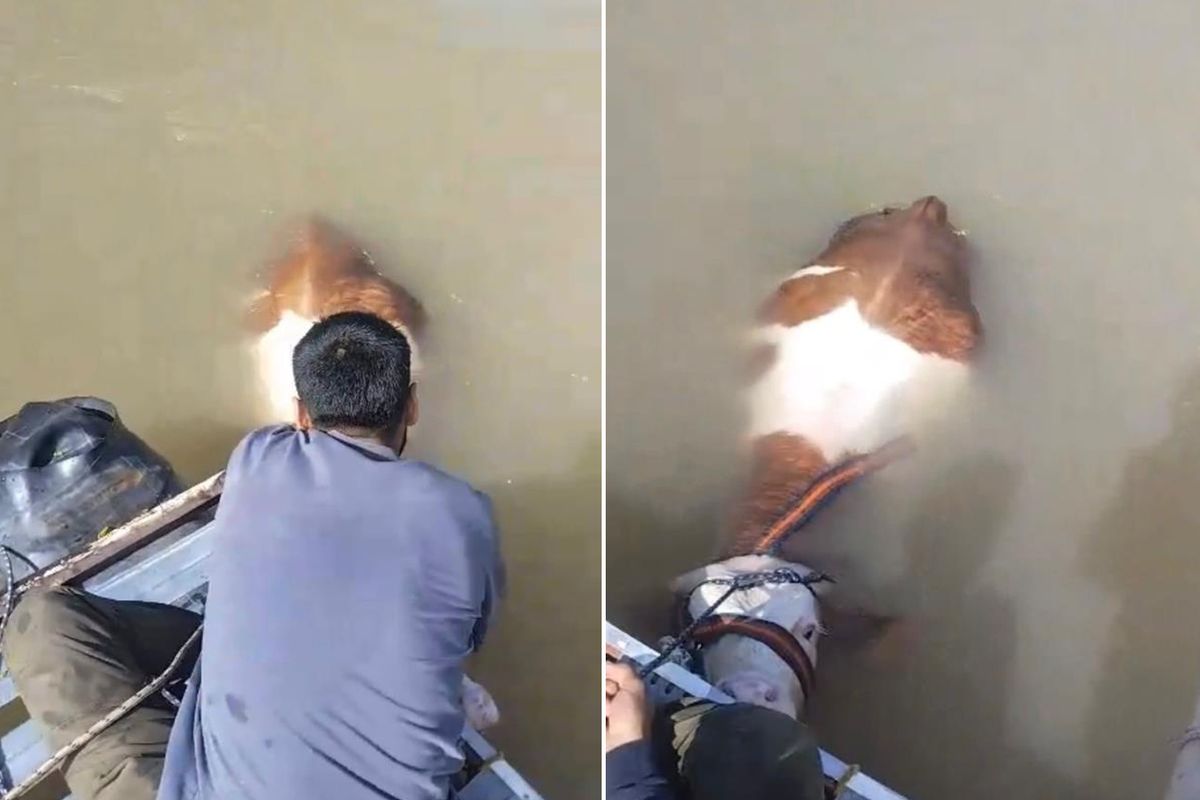 Nehirde ilginç anlar! Bu sefer balık değil bakın ne tuttular