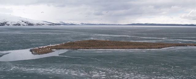 Çıldır Gölü göçmen kuşların akınına uğradı