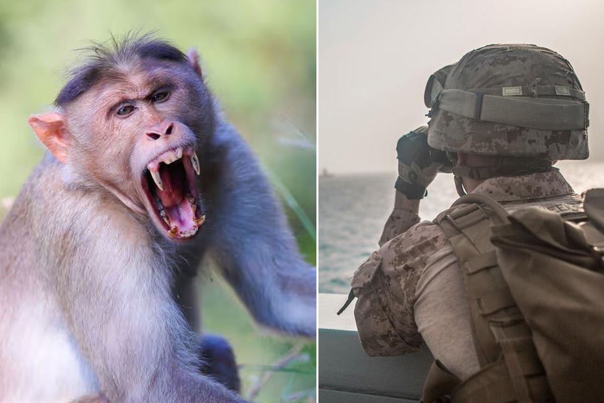 Hürmüz Boğazı\'na doğru yol alan ABD Donanması\'ndaki askere maymun saldırdı