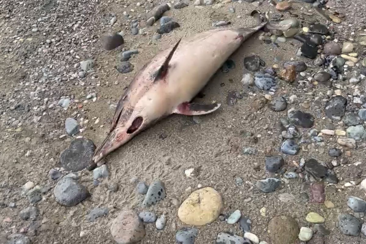 Trabzon\'da esrarengiz yunus ölümleri! 1 ayda 3 balık