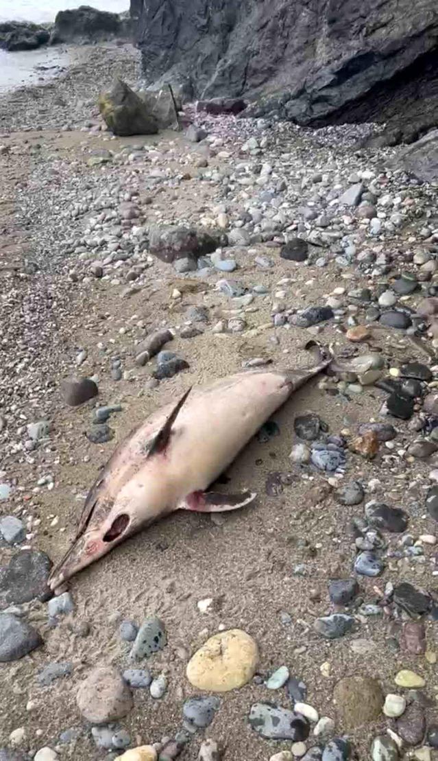 Trabzon’da yunus balığı ölümleri