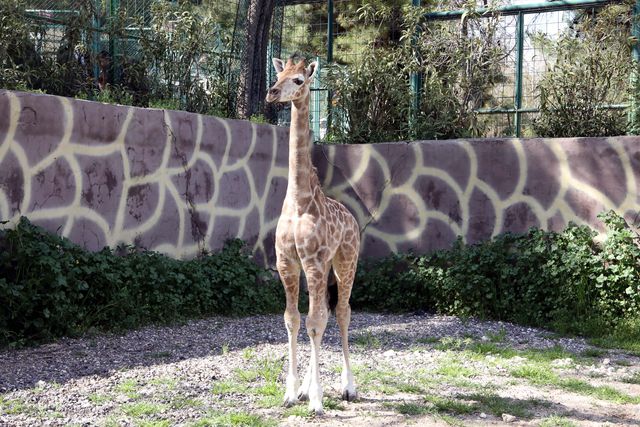 Türkiye'de doğan ilk zürafa! Ziyaretçilerin karşısına çıktı, ismi anketle belirlenecek