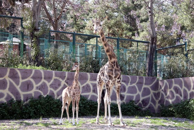 Türkiye'de doğan ilk zürafa! Ziyaretçilerin karşısına çıktı, ismi anketle belirlenecek