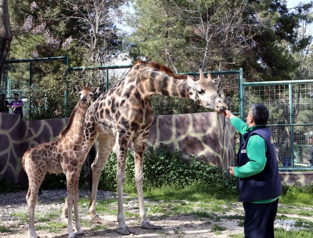 Türkiye'de doğan ilk zürafa! Ziyaretçilerin karşısına çıktı, ismi anketle belirlenecek