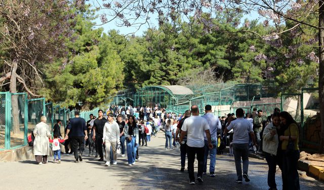 Türkiye'de doğan ilk zürafa! Ziyaretçilerin karşısına çıktı, ismi anketle belirlenecek