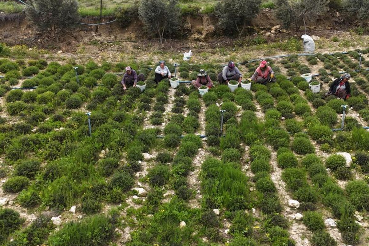 Sofraların vazgeçilmezinde bereketli hasat! Kilosu 300 liradan satılıyor