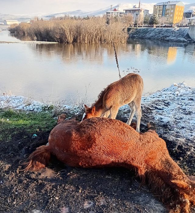 Tay, ölen annesinin başından ayrılmadı