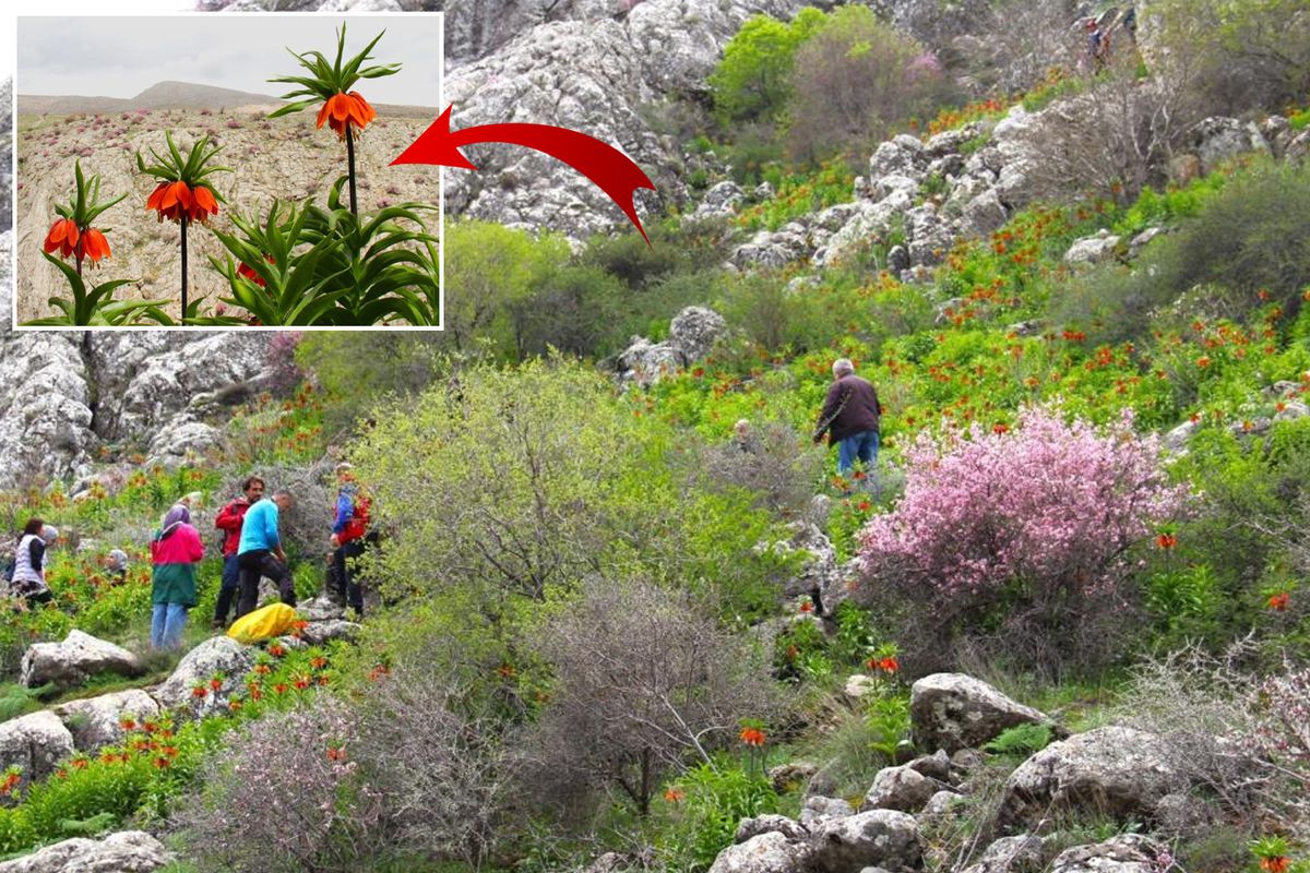 Afşin\'de ters laleler açtı! Koparana 700 bin TL ceza