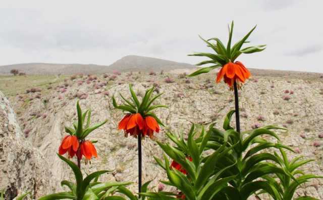 Afşin'de ters laleler açtı! Koparana 700 bin TL ceza