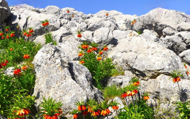 Afşin'de ters laleler açtı! Koparana 700 bin TL ceza