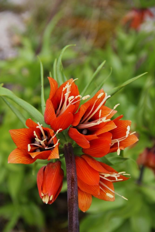 Afşin'de ters laleler açtı! Koparana 700 bin TL ceza