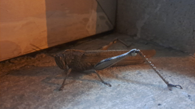 Cama çarpanı kuş zannetti, dev etçil çekirge çıktı! Boyutu ağızları açık bıraktı