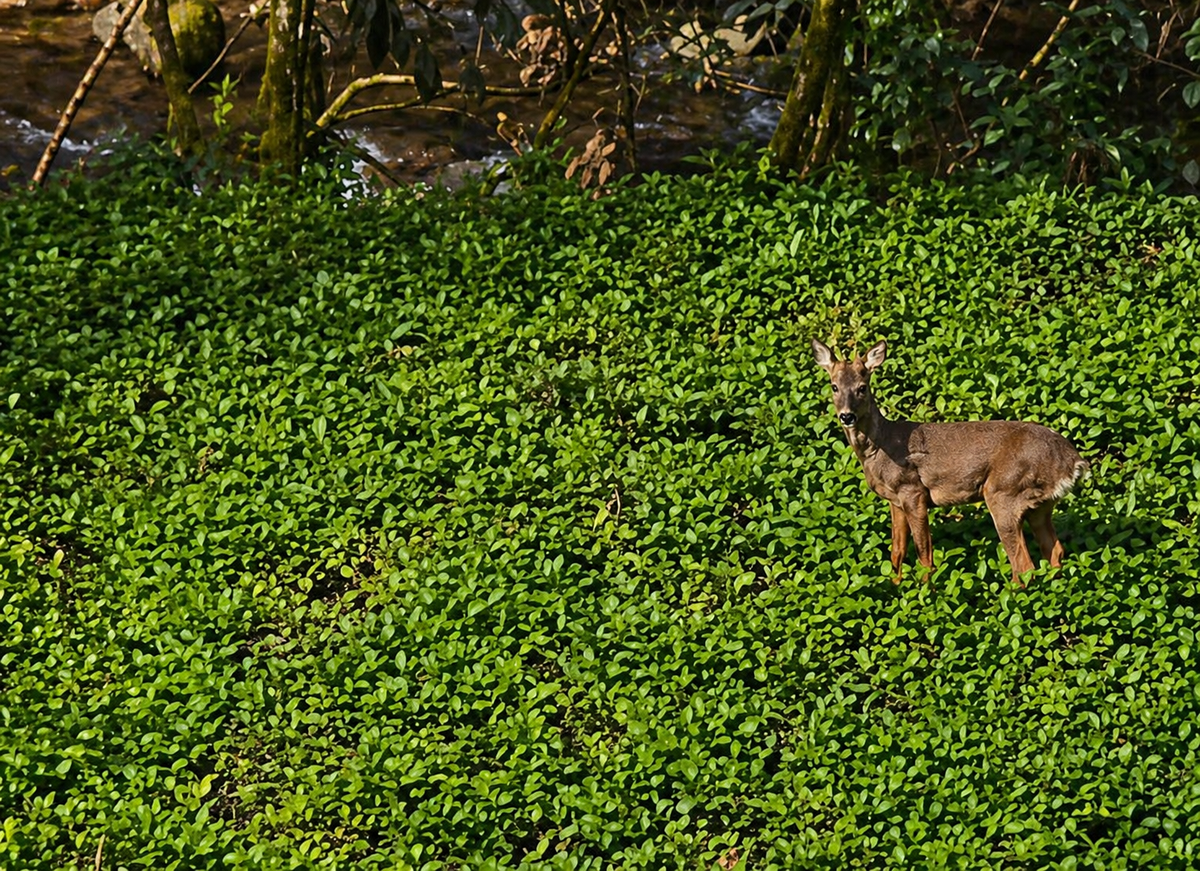Çamlıhemşin’de doğanın sürprizi: Karaca kameraya yansıdı