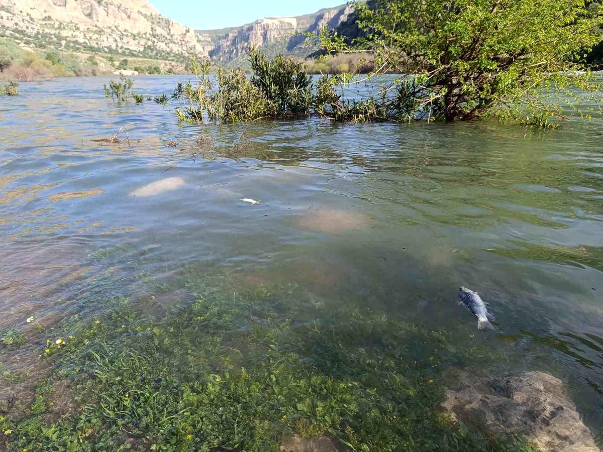 Dicle Nehri\'nde Balık Ölümleri