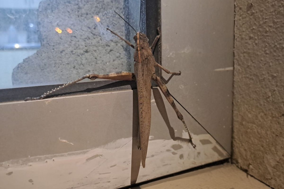 Cama çarpanı kuş zannetti, dev etçil çekirge çıktı! Boyutu ağızları açık bıraktı