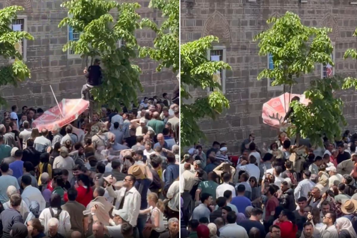 Mesir macunlarını yakalayabilmek için dondurma şemsiyesi açtı