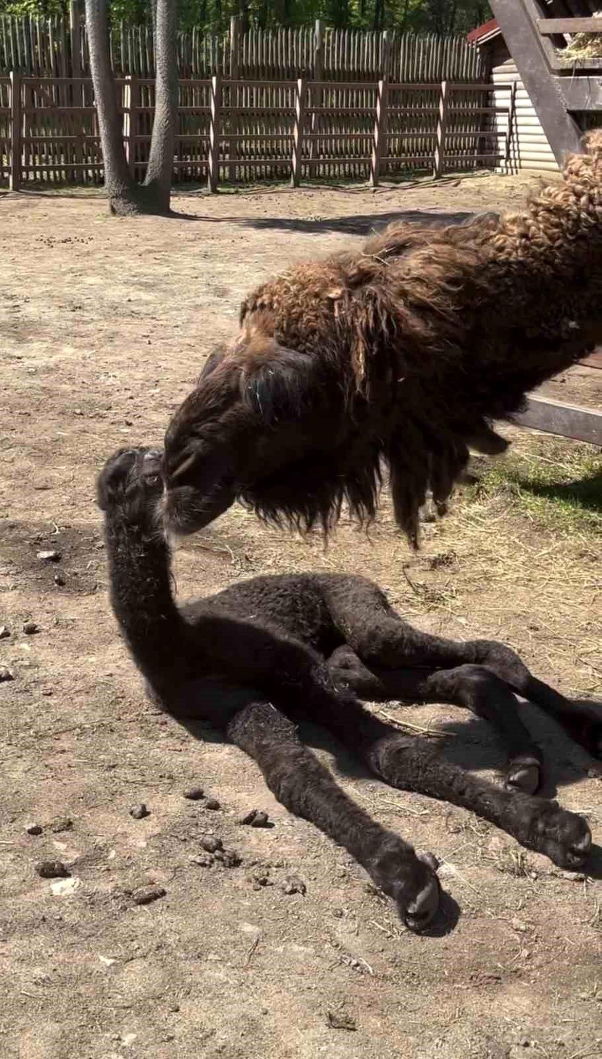 Ormanya\'da doğan yavru deve için renkli kutlama