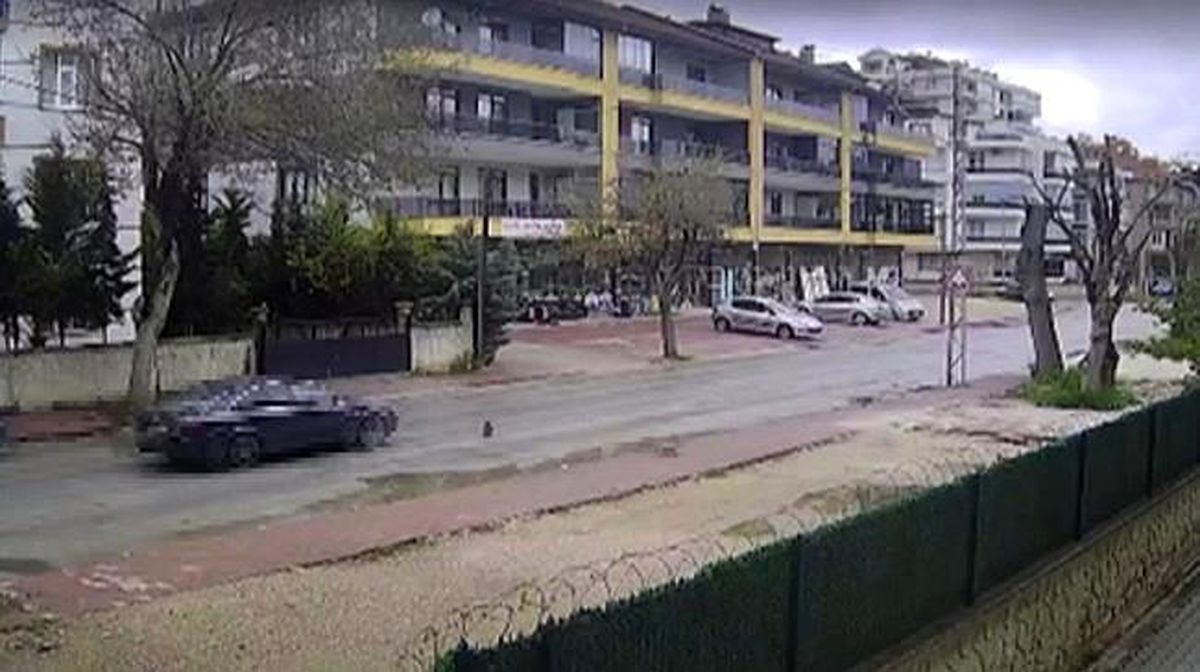 Kedinin Trajedisi ve Yavrusunun Vefası