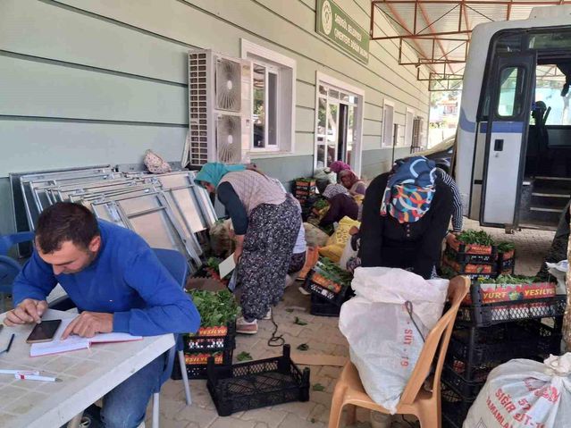 Sarıgöl’de Bağ Yaprağı Alımları Başladı