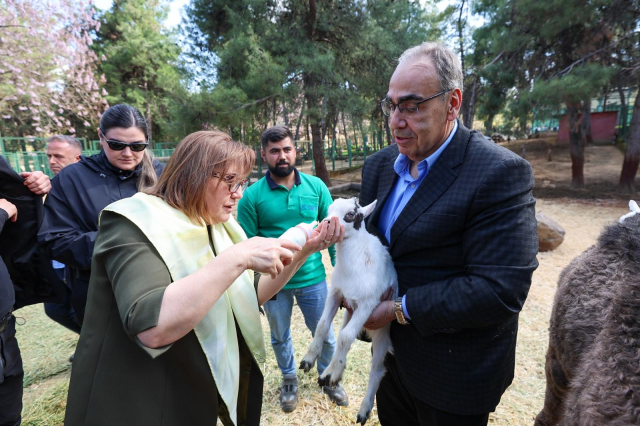 Türkiye’de doğan ilk zürafa yavrusu Gaziantep’te görücüye çıktı