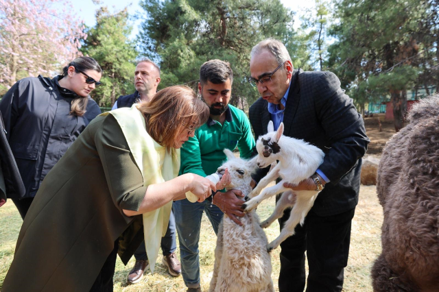 Türkiye’de doğan ilk zürafa yavrusu Gaziantep’te görücüye çıktı