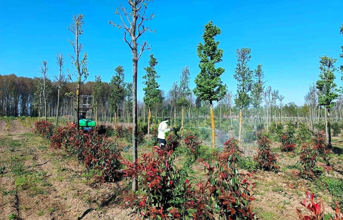 Üretim fidanlığında bitkiler hastalıklara karşı korumaya alındı