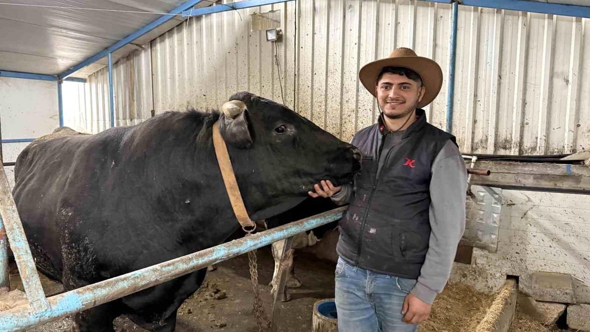 Sakarya\'da Fahiş Fiyatlı Dev Tosunlar
