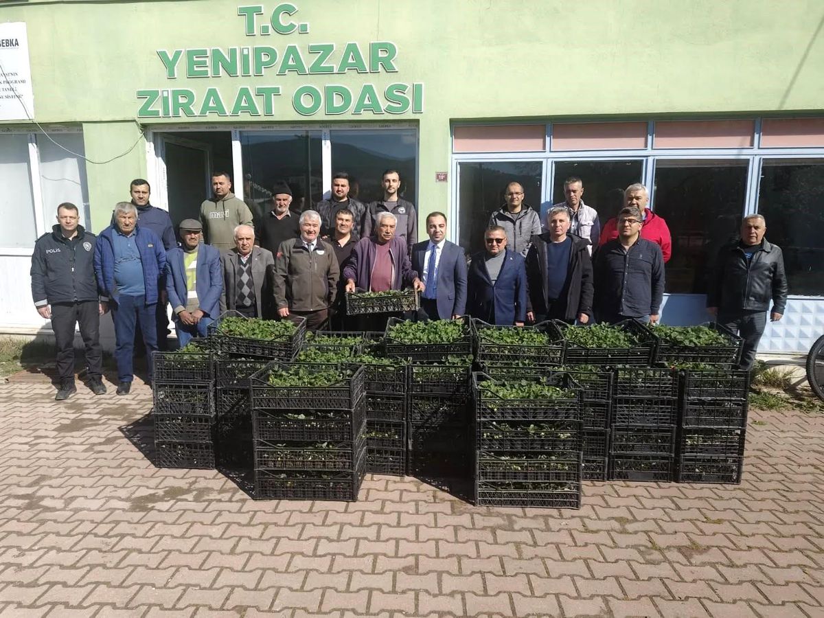Yenipazar\'da Çilek Yetiştiriciliği Projesi