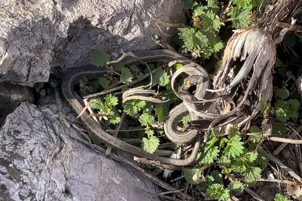 Brezilya\'nın \'Yılan Adası\' değil Yüksekova