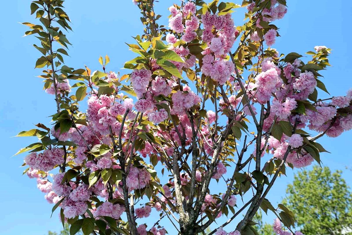 Çark Deresi kıyısında sakura güzelliği