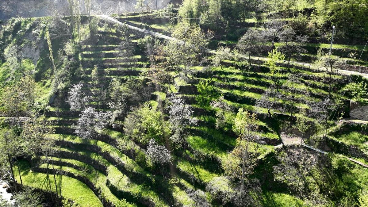 Artvin\'de Aile Mirası: Taşlarla Genişleyen Arazi