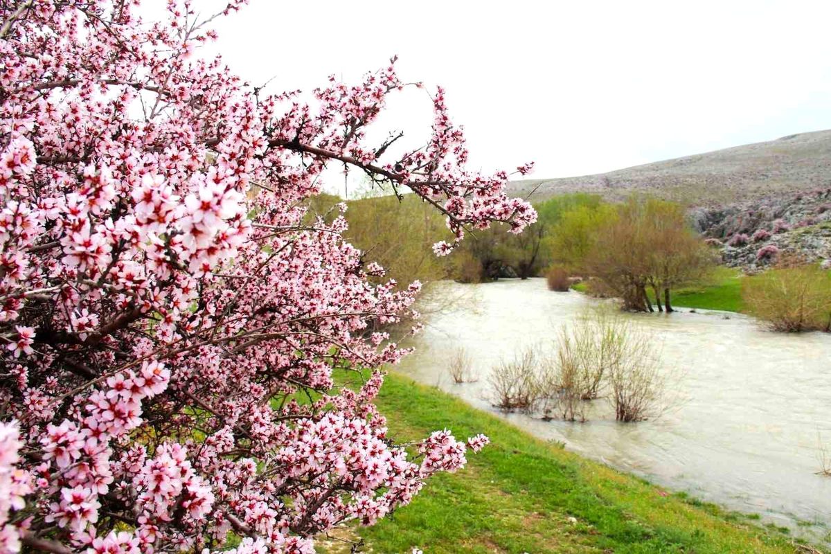 Hurman Çayı\'nda Bahar Renk Cümbüşü