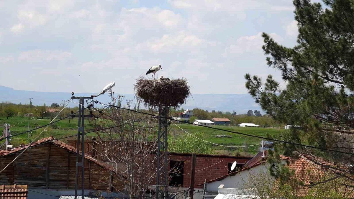 Malatya\'da Leylekler Yuvalarına Döndü