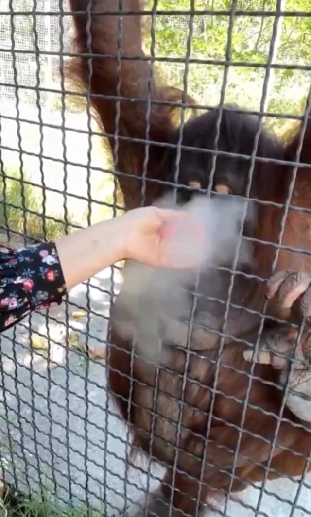 Nesli tükenmekte olan orangutana elektronik sigara içiren sporcu büyük tepki çekti